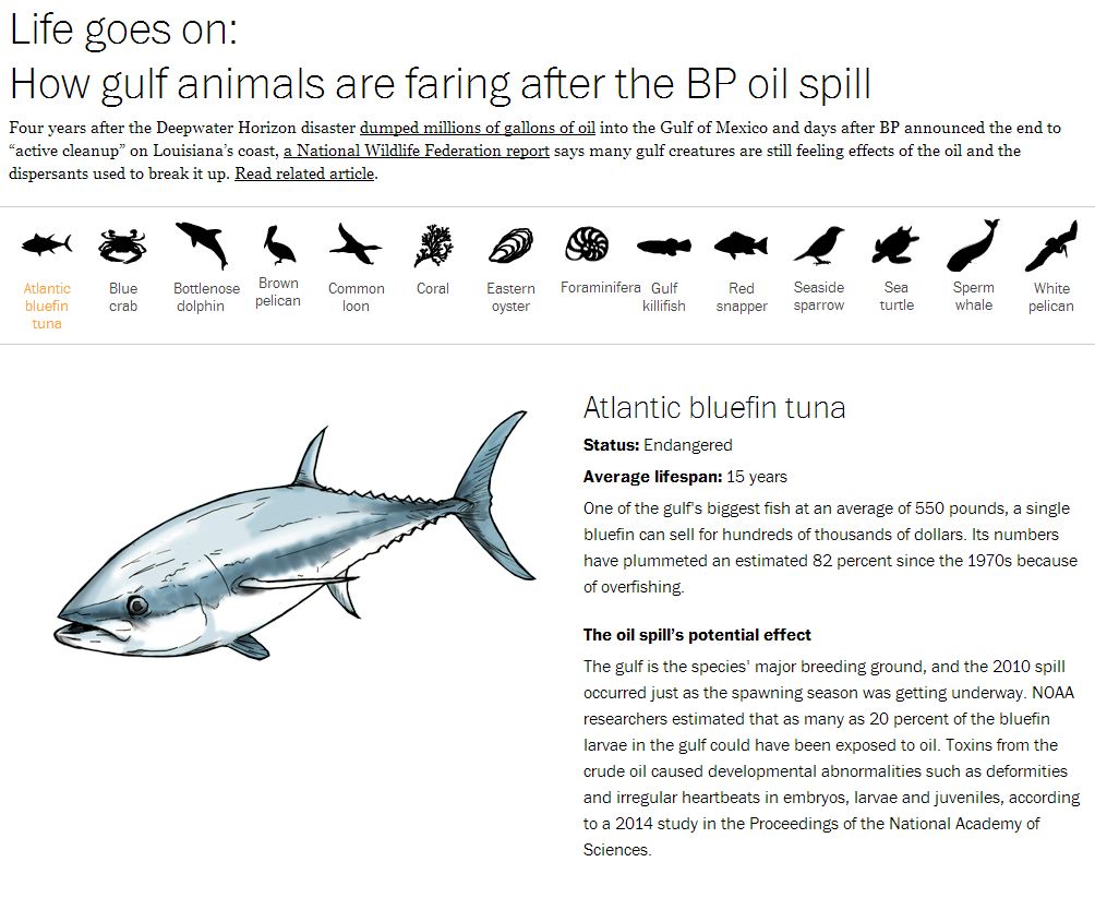Drawing of an Atlantic bluefin tuna with text, subtitles and animal icons. 